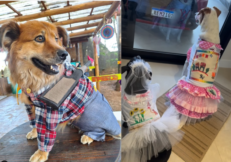 A creche de cães fez um arraiau que se tornou o maior sucesso nas redes. Também, é o arraial mais fofo que você vai ver! Foto: @educadordecaesoficial.