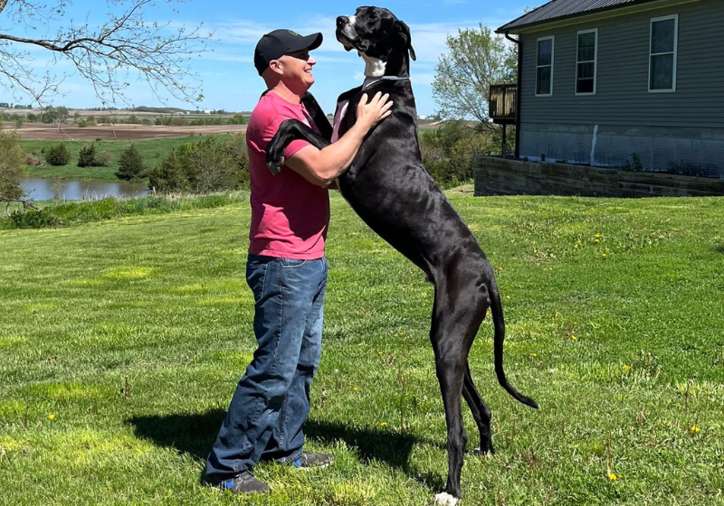 O cachorro mais alto do mundo, Kevin, tem 97 cm de altura. E não quer briga com ninguém. - Foto: Guinness World Records.