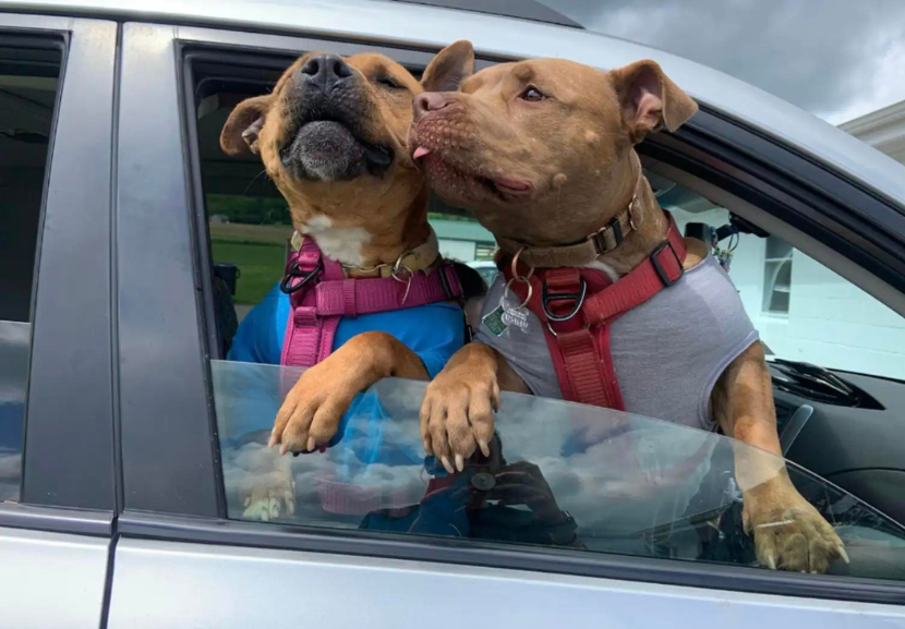 Depois de tanto tempo no abrigo, Duquesa, que passou por maus-tratos, foi adotada e ainda ganhou um irmão. Ela adorou o novo companheiro logo de cara. - Foto: Pennsylvania SPCA