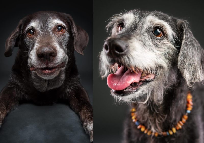 O ensaio fotográfico dos cães idosos é do fotógrafo alemão Christian Vieler. Ele viaja o mundo para incentivar a adoção dos pet vovôs. - Fotos: Christian Vieler @vieler.photography / Instagram