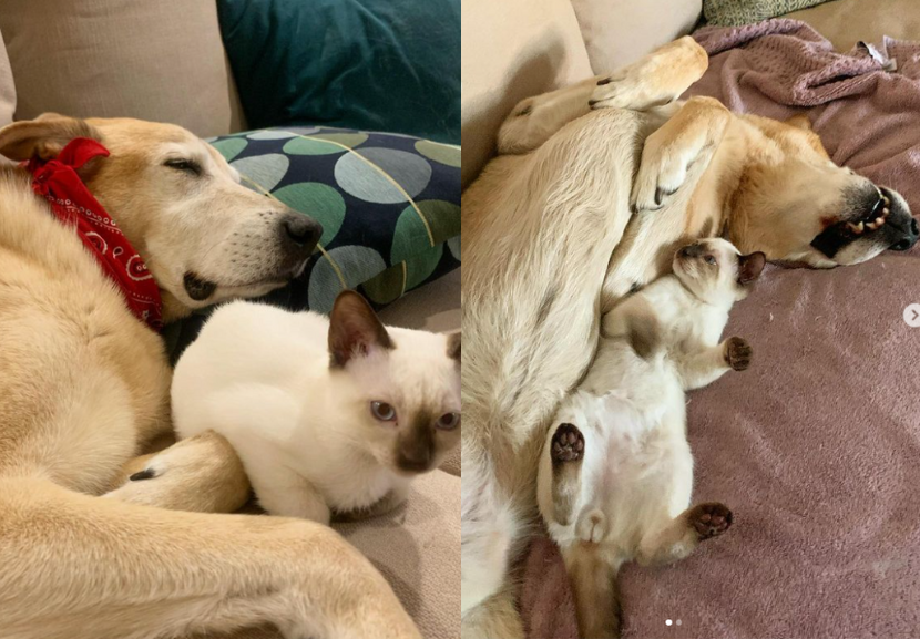 Procurando uma babá de gatinhos? Raylan, esse caramelo adotado que ia ser sacrificado, é o melhor candidato! - Foto: reprodução/Instagram @raylan_the_dog