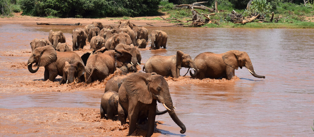 Os elefantes usam diversas vocalizações para coordenadar movimentos em manada. Foto: George Wittemyer.