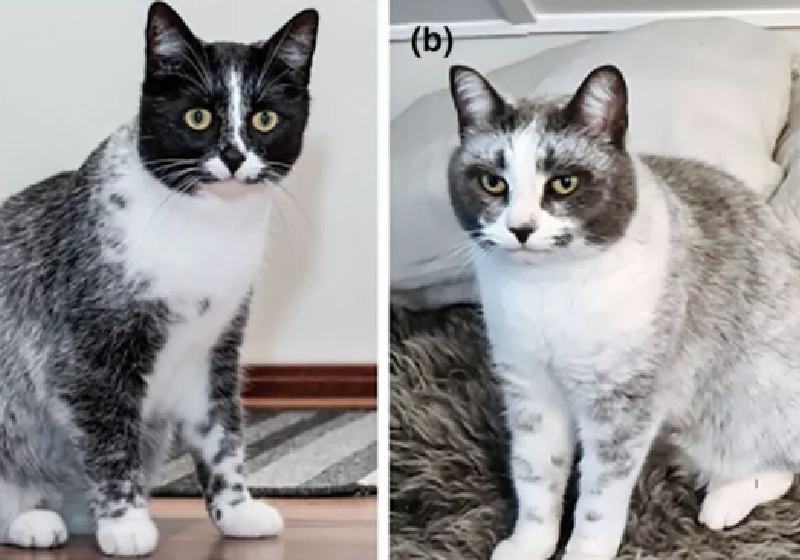 Gatinhos grisalhos da raça Salmiak começaram a aparecer em 2007 na Finlândia. Após estudos, cientistas descobriram que se trata de uma mutação genética. - Fotos: Revista Animal Genetics