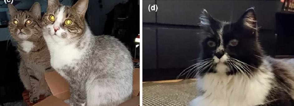 Gatinhos grisalhos da raça Salmiak - Fotos: Revista Animal Genetics