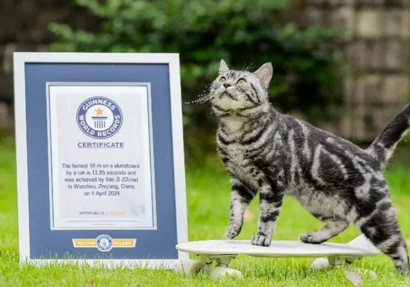 O gato skatista, Bao Zi, arrasou. Fez 10 metros em menos de 3 segundos e entrou para o Guinness. - Foto: Guinness.