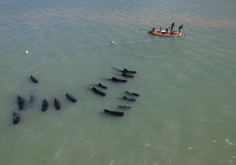 Foram mais de 25 profissionais envolvidos no resgate e 16 baleias encalhadas no Rio Grande do Norte (RN), estão de volta ao mar Viva!. - Foto: Ricardo Morais/Uern.