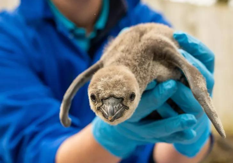 O nascimento da espécie de pinguins que está em extinção é uma esperança para a natureza, disse o Zoo. Foto: Zoológico de Chester.