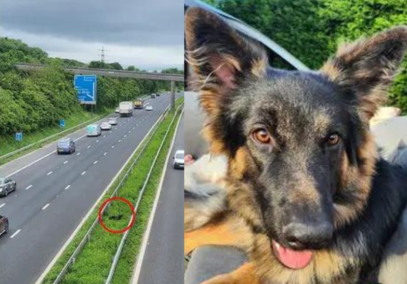 Os policiais tiveram trabalho para parar a rodovia, mas tudo em prol de salvar o cachorrinho. Foto: SWNS.