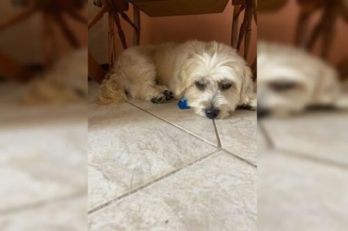Tobi deu uma escapadinha de casa e foi levado por um andarilho que ligou pedindo dinheiro para entregar o cachorro - Foto: arquivo pessoal