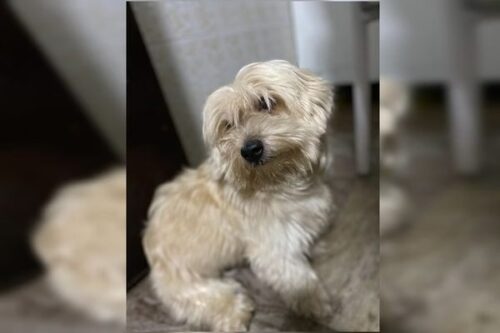 Tobi foi encontrado porque a família fez boletim de ocorrência sobre o sequestro e a polícia rastreou o telefone do andarilho que o levou. - Foto: arquivo pessoal
