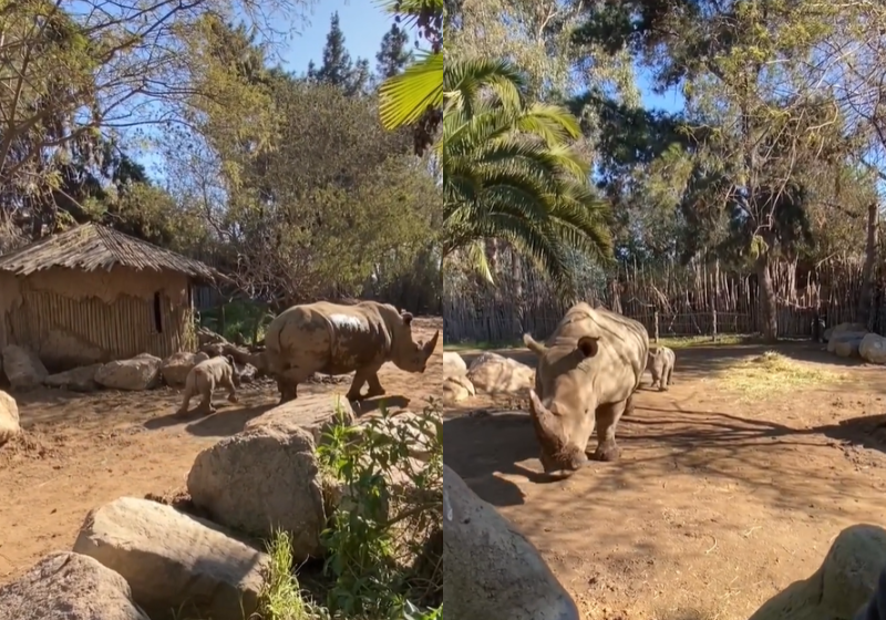 Silvério, bebê rinoceronte branco raro, nasce no Chile e passeia com sua mãe, Hannah. Foto: Reprodução/Parque Zoológico Buin/Chile