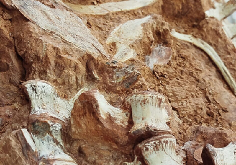 Após as enchentes que atingiram o Rio Grande do Sul, um fóssil de um dos dinossauros mais antigos do mundo foi encontrado na região. Foto: Rodrigo Temp Müller, Arquivo Pessoal