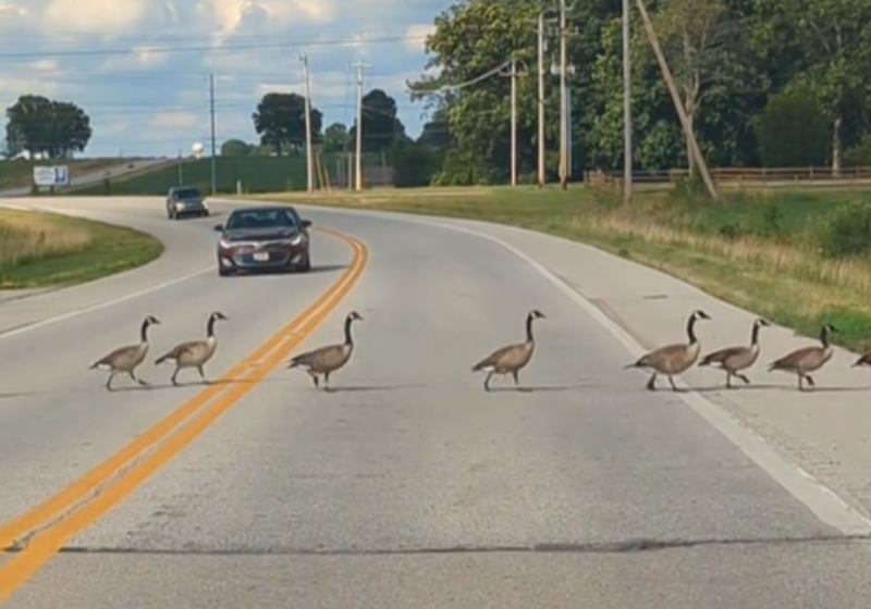 A imagem é hilária porque uma imensa e interminável família de gansos faz o trânsito parar e um motorista especialmente fica parado para que todos atravessem a pista. Foto: TikTok/@libbyhackettfotografia