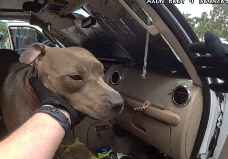 Em um dia de calor extremo, um policial foi o herói: ele salva um cãozinho esquecido dentro do carro. Foto: SunnySkys