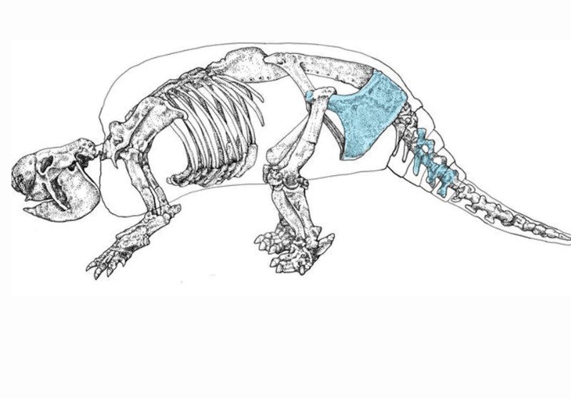 O fóssil de um tatu, de 21 mil anos, mostra que humanos viviam a América do Sul antes do que se pensava. Imagem: Museu de Ciências Naturais de La Plata