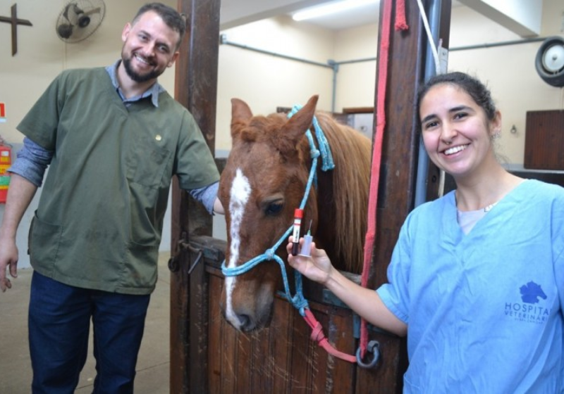 Após 2 meses do resgate, o Cavalo Caramelo passa bem, está gordinho e saudável. Foto: ULBRA