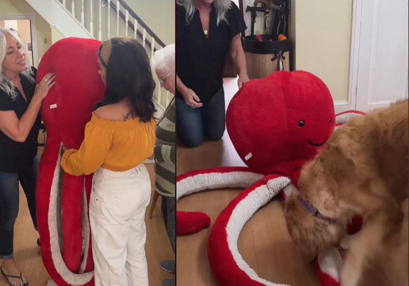 Encantado por bichinhos de pelúcia, um cão ganhou um super presente - um polvo gigante. Alegria! Foto: @bobsnotcutt