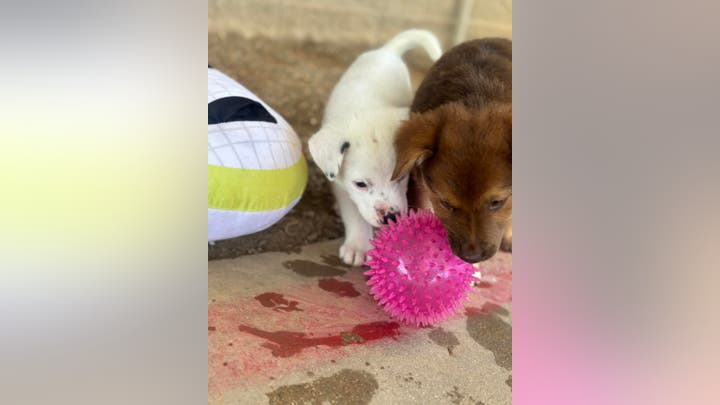 Os 8 cachorrinhos serão colocados para adoção em breve. Foto: Gabinete do Xerife do Condado de Tarrant.