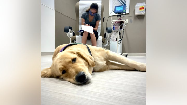 O cachorrinho vai a absolutamente todos os lugares que Channing está. Foto: Channing Seideman.