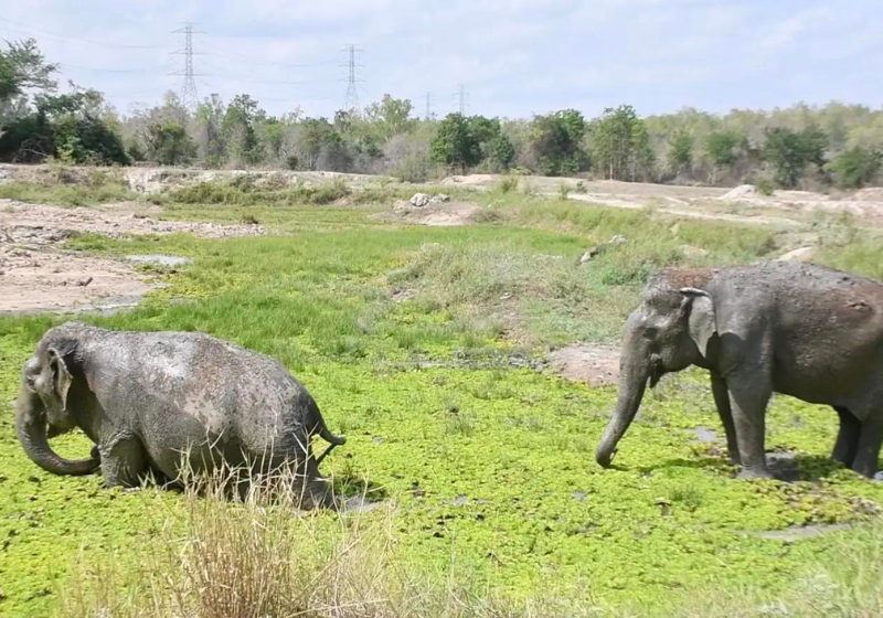 A elefanta Malai enfrenta qualquer perigo só para ajudar a amiga cega a nadar. Foto: WFFT.