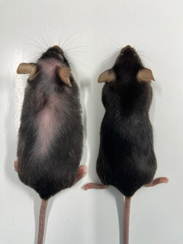 Animais que tiveram o bloqueio da IL-11, apresentaram baixos índices de obesidade. Foto: MRC.