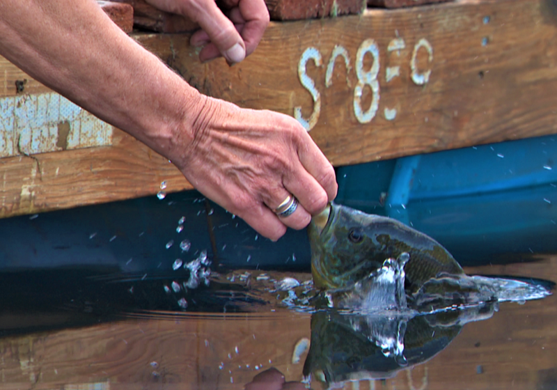 A mulher construiu uma sólida amizade com o peixe e todo o verão os dois nadam juntos. Foto: Chad Nelson/KARE.