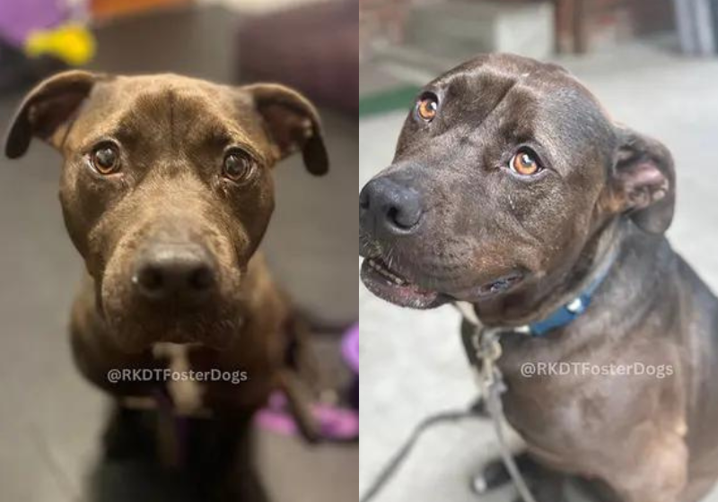 Olha que fofura que o Bruninho é! Foto: Rachel Koehler/rkdtfosterdogs.
