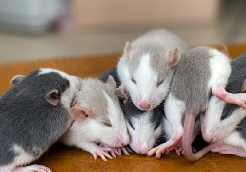 Os animais que sofreram o bloqueio da proteína, viveram mais e com mais qualidade de vida. Foto: Freepik.