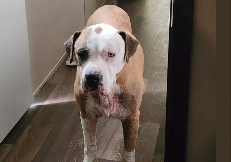 O cachorro Ruger estava desaparecido e foi encontrado graças as redes. Foto: Brittany Simpson.