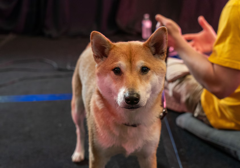 O cão Peanut Butter é gamer e participa de eventos para arrecadar doações para caridade. Foto: Games Done Quick.