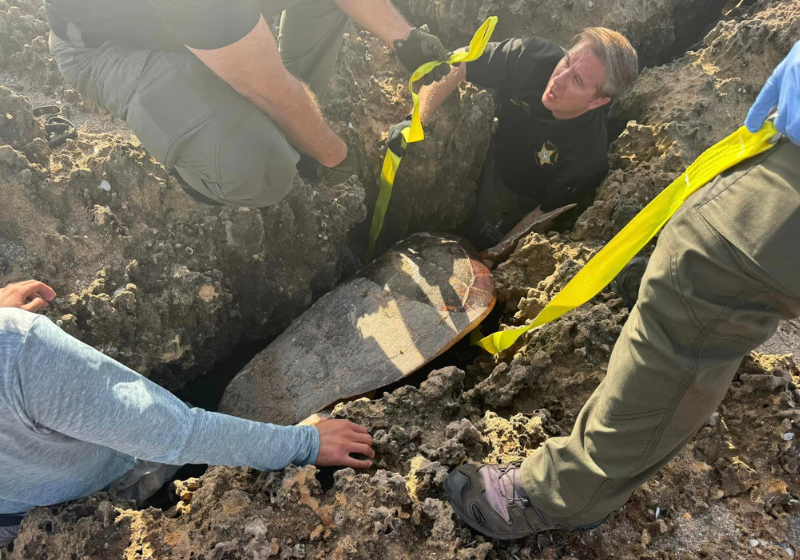Os voluntários fizeram o resgate da tartaruga marinha depois dela ter ficado presa após colocar ovos na areia. Foto: Corpo de Bombeiros do Condado de Martin.