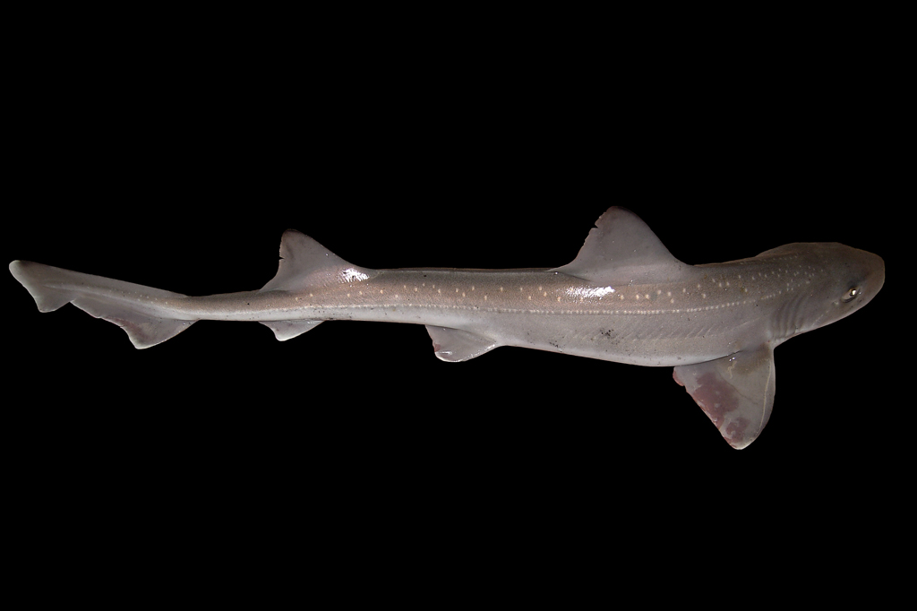 As duas fêmeas apresentaram o comportamento desde 2020. Foto: Hans Hillewaert/Wikimedia Commons.