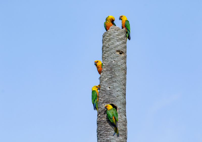 Jandaia verdadeira: ave ameaçada de extinção volta a aparecer no Ceará. Foto: O Povo