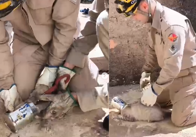 Um resgate para lá de peculiar: os bombeiros salvam um gatinho que prendeu a cabeça numa lata de leite em pó em Luziânia, Goiás.- Foto: @CBM