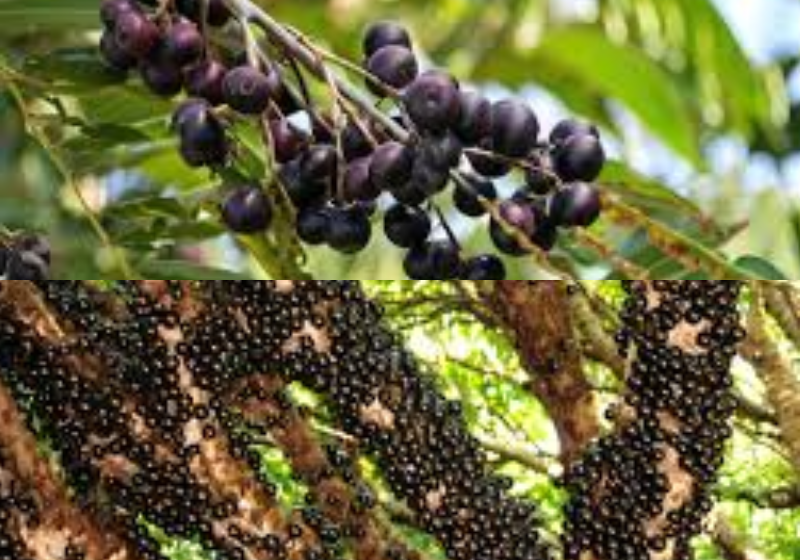 Frutas brasileiras estão entre as melhores do mundo, a jabuticaba (baixo) é rica em fibras, o açaí (alto) se destaca pelas propriedades medicinais. Foto: Freepik/Gov.Goiás