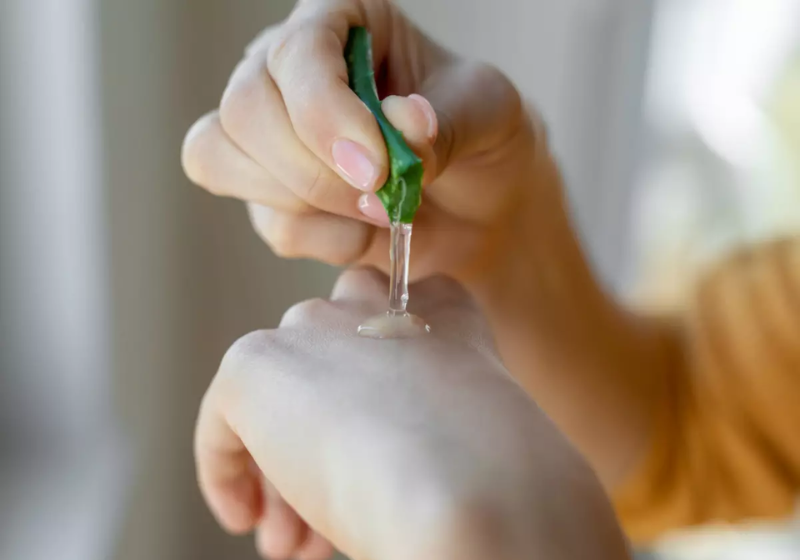 Aloe vera, ou babosa, tem efeitos positivos para a pele humana. - Foto: Pixabay