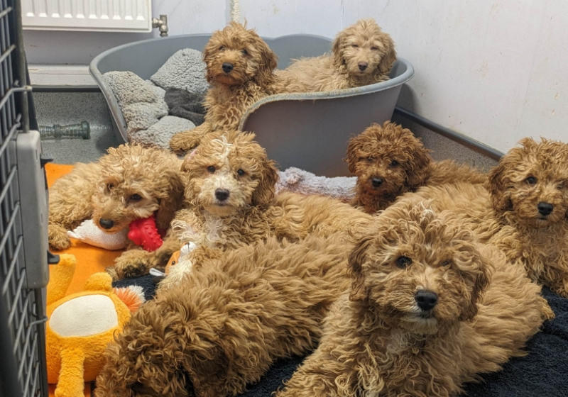 Os 24 filhotes foram abandonados em um porto na Escócia. Uma ONG os encontrou, cuidou e arrumou lares para todos os irmãozinhos. - Foto: SSPCA.