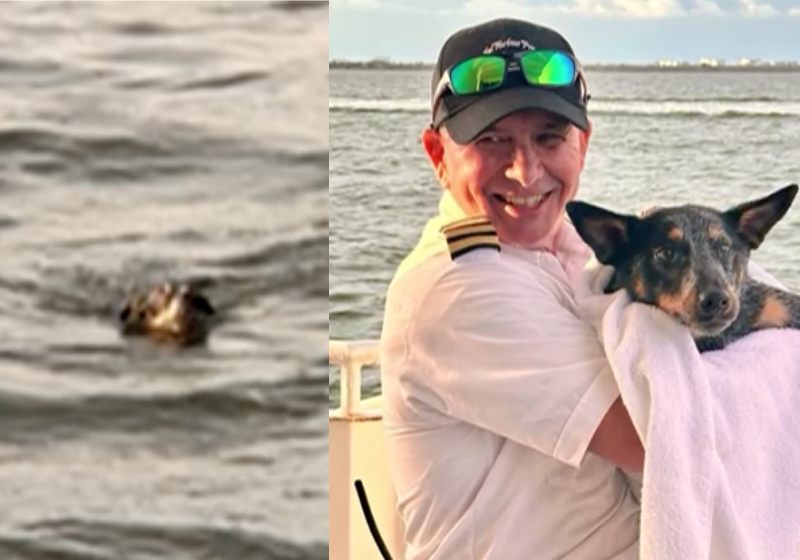 Ellie, o cãozinho que ficou horas nadando em alto mar, junto com o capitão do cruzeiro, Terry Johns, que ajudou no resgate, nos Estados Unidos. - Fotos: Terry Johns