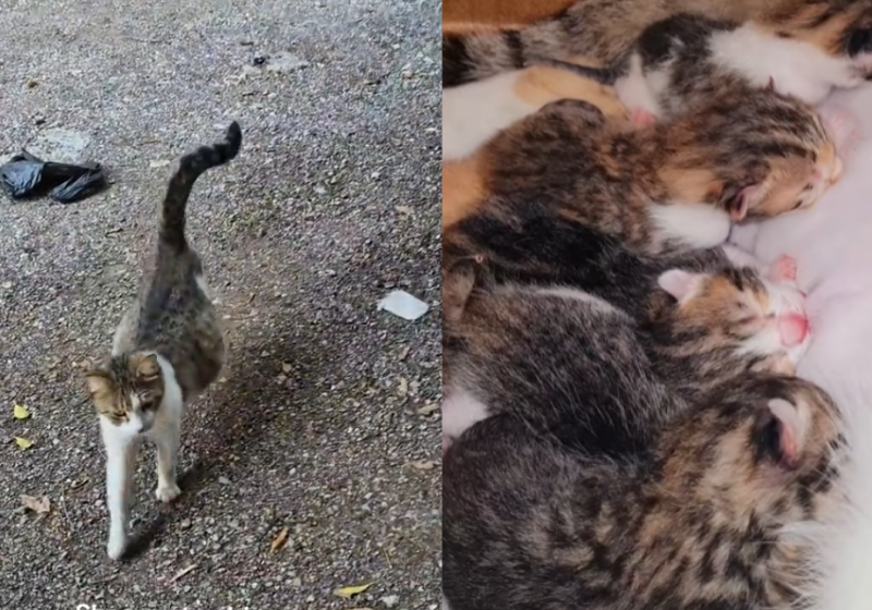 A veterinária ajudou a gatinha grávida que pediu ajuda a ela em um estacionamento nos Estados Unidos. - Foto: @giddykittykat/TikTok.