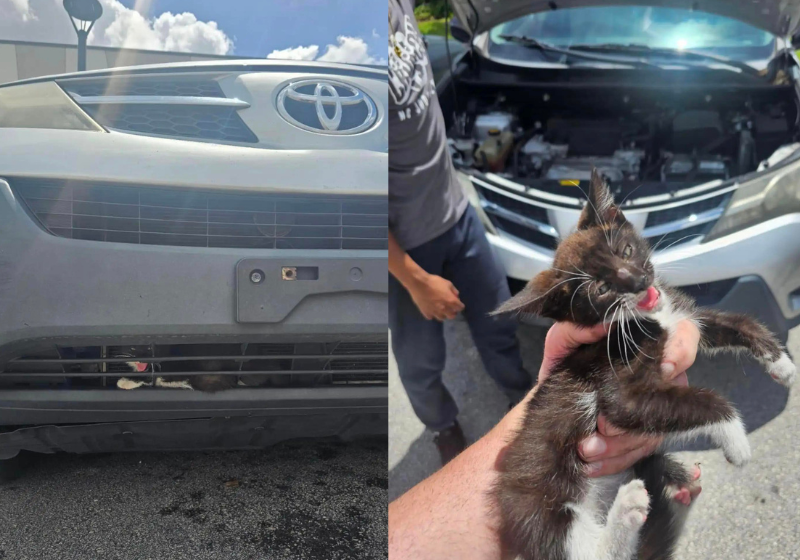 O policial notou uma patinha dentro do para-choque do carro, num dia bem quente, correu para salvar a vida do gatinho e acabou adotando o filhote. - Foto: Departamento de Polícia de Pembroke Pines