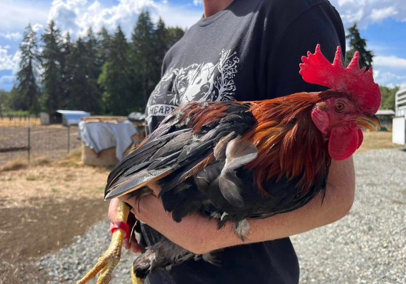 O santuário vai arrumar uma família para as 120 aves que foram resgatadas em rinhas de galo. Foto: Heartwood Haven/Facebook.