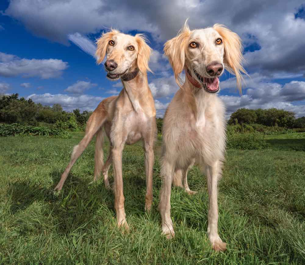 Olha como Rumi e Ryan são elegantes, gente. Foto: All Dogs Matter.