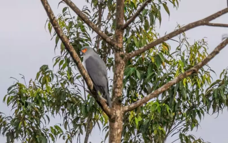 A ave Açor da Nova Bretanha é raríssima e foi fotografada, pela primeira vez, em 55 anos. Um espetáculo. Foto: Tom Vierus/WWF