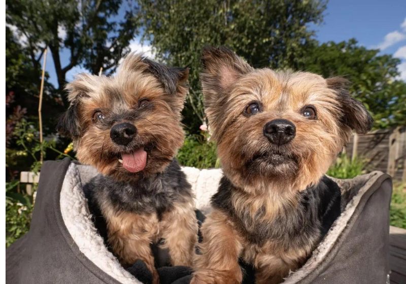 Os cães rejeitados ganharam uma sessão de fotos e ficaram lindos para adoção. Foto: All Dogs Matter.