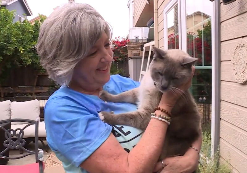 O gatinho perdidou viajou por 2 meses até ser encontrado na Califórnia. Foto: KSBW.