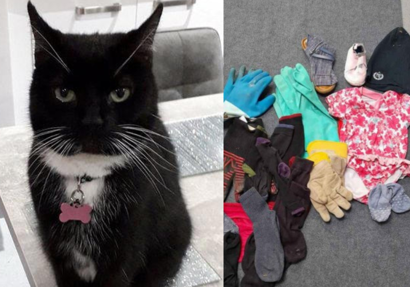 Taboo, a gatinha ladra, furta roupas dos vizinhos e leva para casa. A tutora está anunciando os ítens no Facebook para devolver aos donos. Olha a vergonha. -Foto: Sandra Danskin/SWNS.