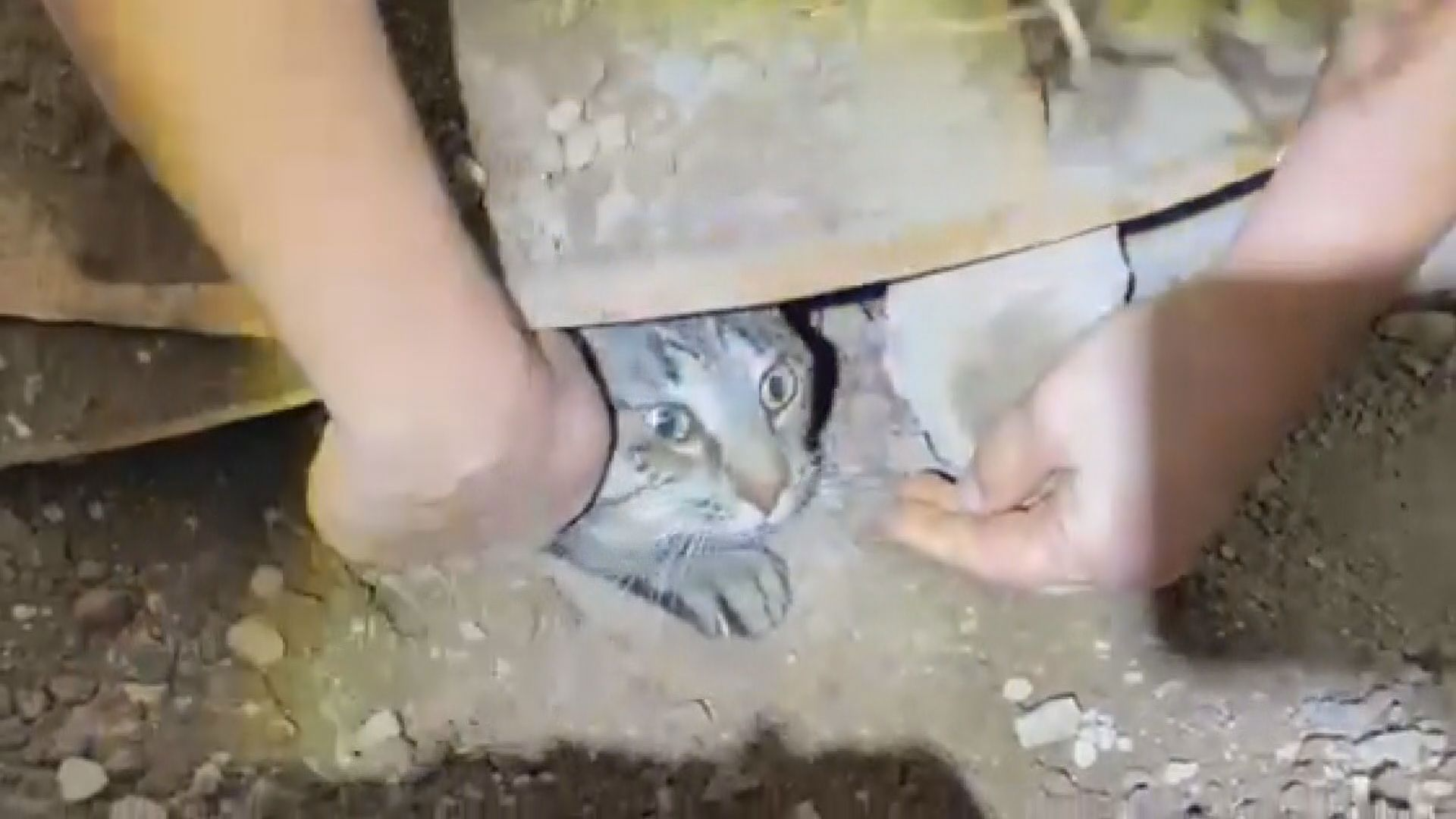 Quando começaram a cavar o buraco, a patinha do bichinho apareceu! Foto: Arquivo pessoal.