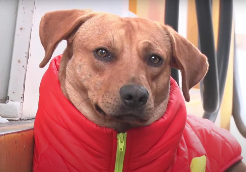 Gringo, o cão herói que ganhou um emprego no posto de gasolina é uma fofura só. Olha a carinha dele! - Foto: AZPost/YouTube.