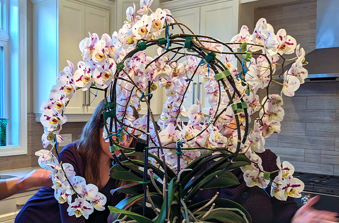 Olha que espetáculo que é a flor cultivada por Kevin! Foto: Guinness.