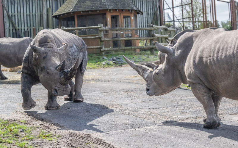 As irmãs rinocerontes brancas, Ailsa e Bonnie, unidas pela primeira vez com ajuda de dois parques, se estranharam no primeiro contato. - Foto: Blair Drumnond Safari